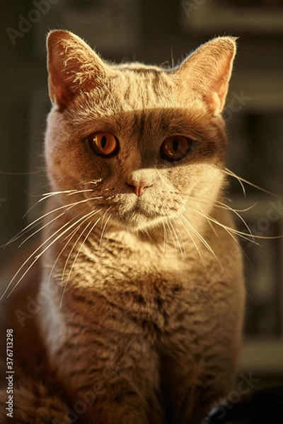 Fototapeta close up portrait of a British  cat 