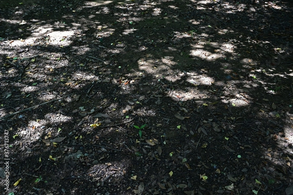 Obraz 森林の木漏れ日模様が美しい、落ち葉のある地面