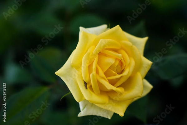 Obraz yellow rose on green background