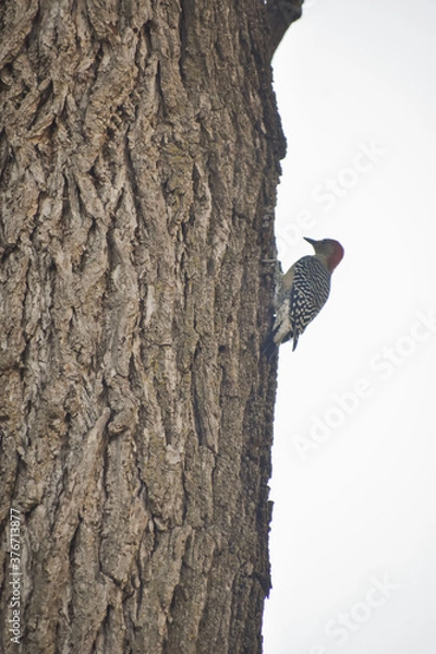 Obraz woodpecker on tree 