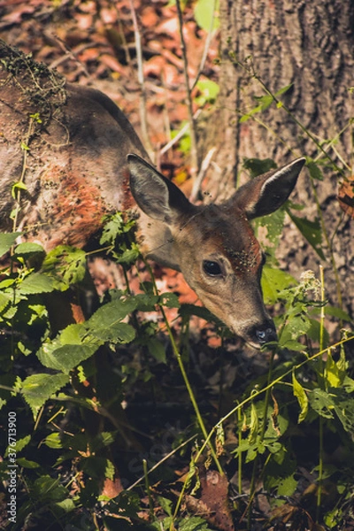 Obraz deer in the woods