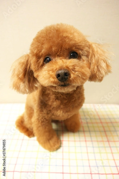 Fototapeta カメラ目線のトイプードル