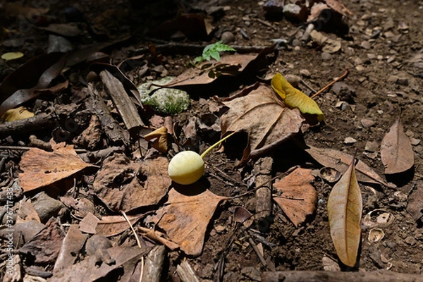 Obraz 地面に落ちた銀杏の実