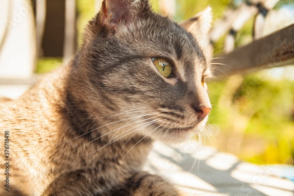 Fototapeta portrait of a cat