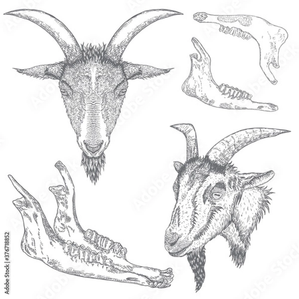 Fototapeta Goat or sheep farm animal head with horns. Black and white sketch. Vector