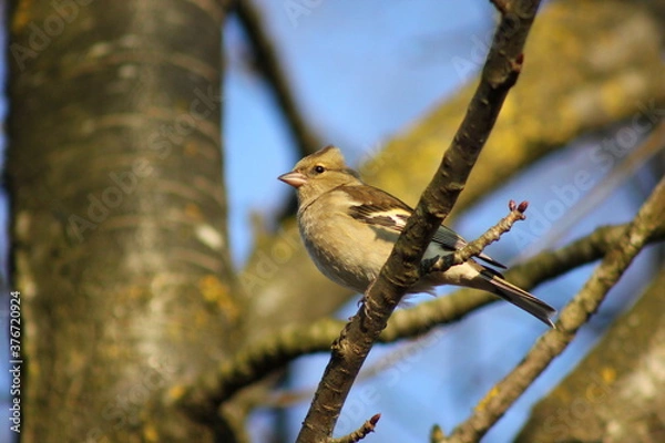 Fototapeta Singvögel: Buchfink sitzt auf einem Ast