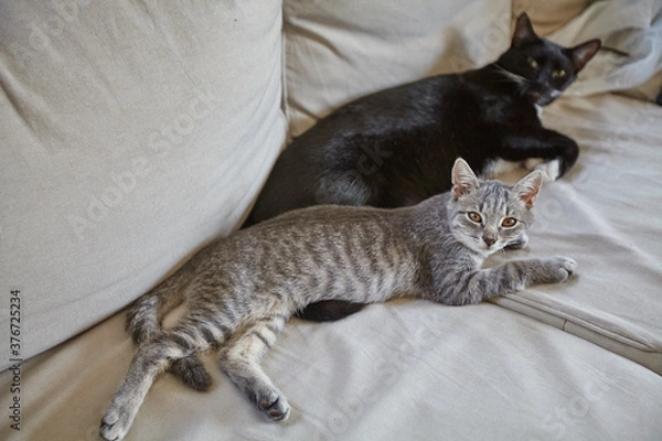 Fototapeta cat on a bed