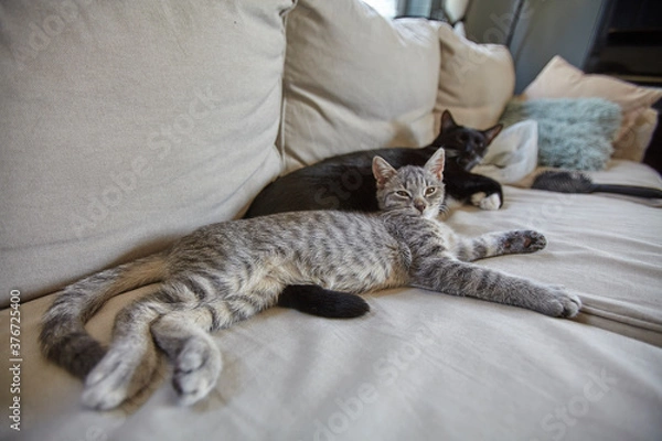 Fototapeta cat on a bed