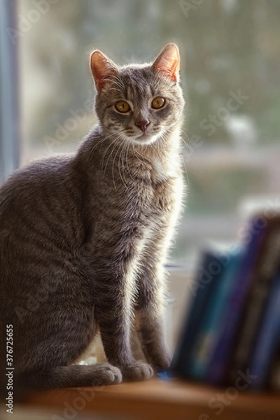 Fototapeta cat on the window