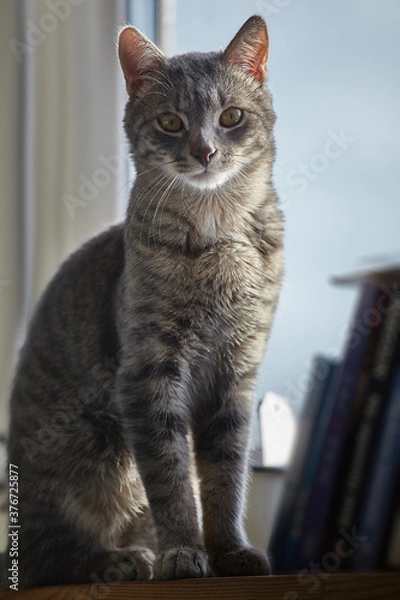 Fototapeta portrait of a cat