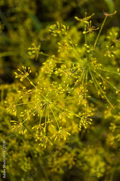 Fototapeta Ripe dill in the garden