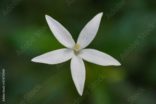 Fototapeta Star Shape Flower 