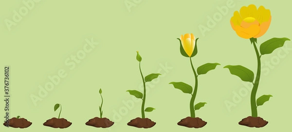 Obraz Stages of blue flower growth