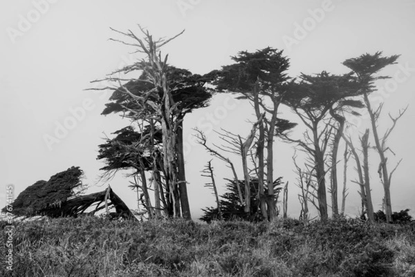 Obraz Trees in the fog