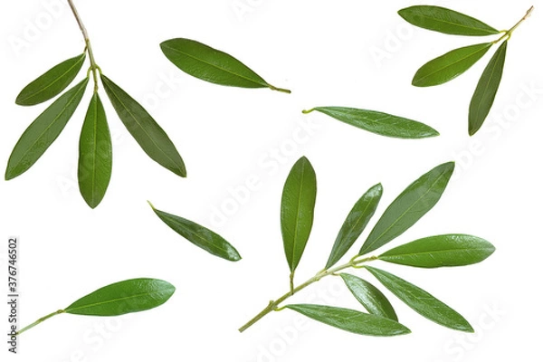 Fototapeta olive leaves and branches on white background