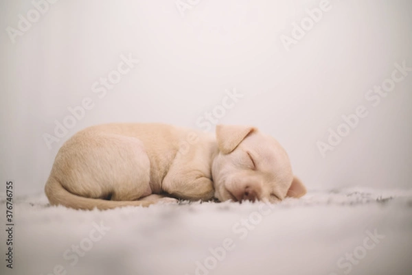 Obraz Mały szczeniak śpi na białym kocu