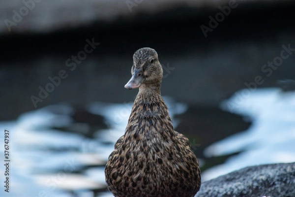 Obraz close up of domesticated mallard ducks with blue feathers  in the city in Hawaii Oahu