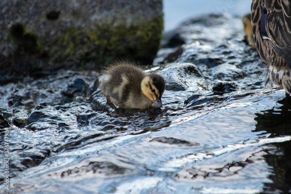 Obraz close up of domesticated mallard baby duck chicks with blue feathers in the city in Hawaii Oahu