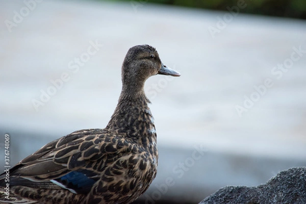 Obraz close up of domesticated mallard ducks with blue feathers  in the city in Hawaii Oahu