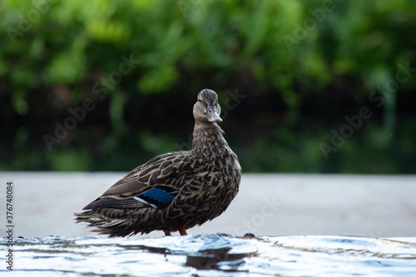 Obraz close up of domesticated mallard ducks with blue feathers  in the city in Hawaii Oahu