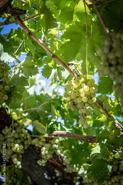Obraz vin et vignoble
