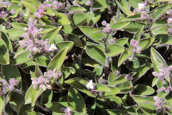 Obraz pot de misère