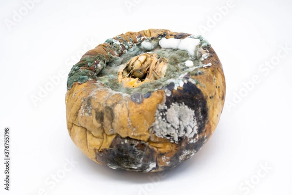 Obraz Close-up of a rotten pumpkin covered with green and white mold on a white background