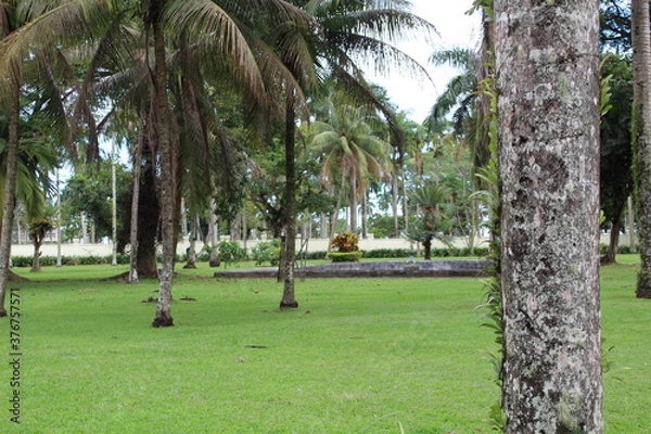 Obraz Trees in a Park