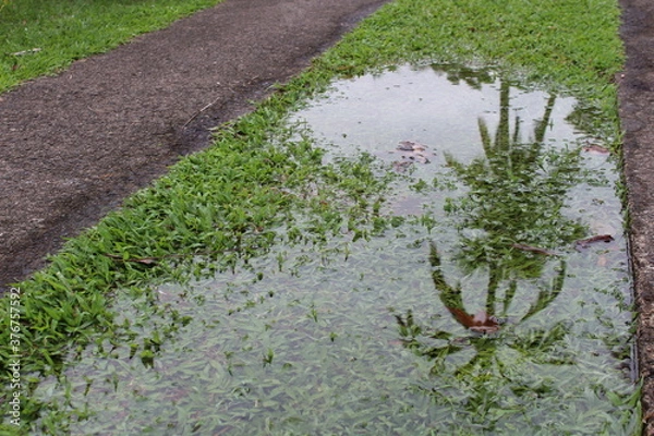 Obraz Trees Reflected in a Puddle