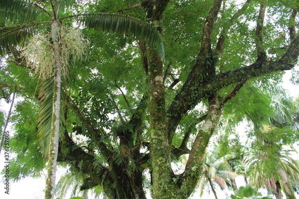Obraz Looking Up at a Mossy Tree