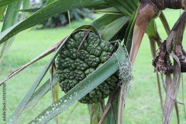 Obraz Breadfruit Growing