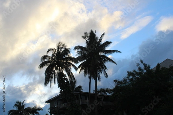 Fototapeta Some More Trees at the End of a Day But With a House In the Background