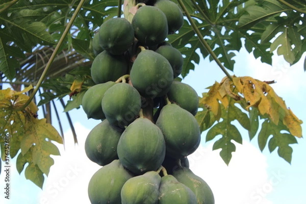 Obraz Papayas Growing on a Tree