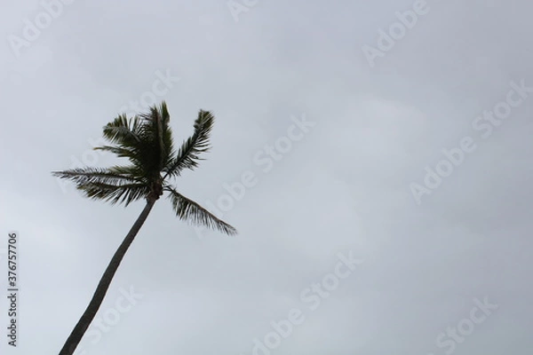 Obraz Lone Tree at Midday