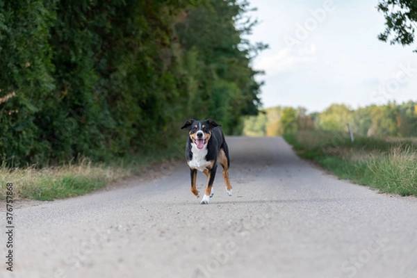 Fototapeta appenzeller dog running very fast through the countryside