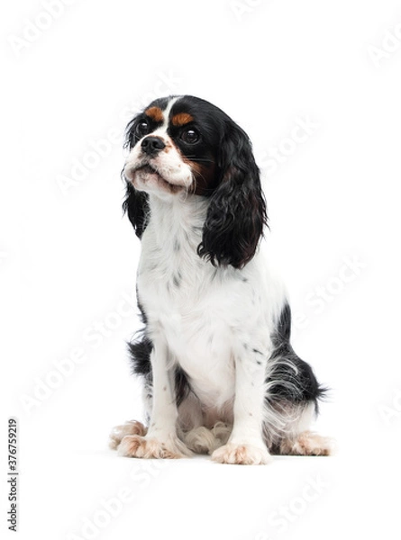Obraz funny dog spaniel looking