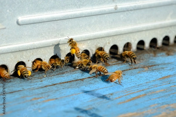 Fototapeta Api nell'arnia