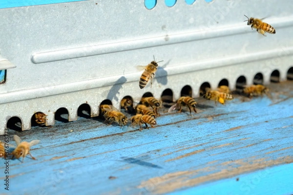 Fototapeta Api nell'arnia