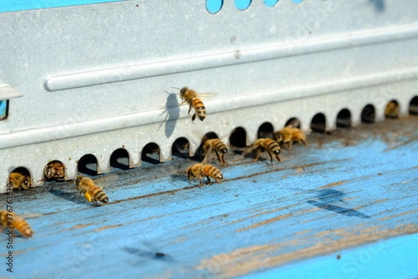 Fototapeta Api nell'arnia
