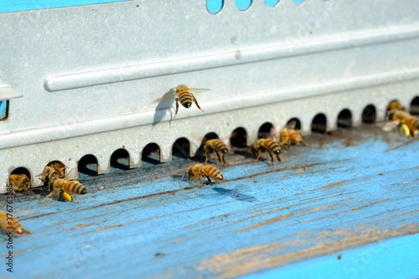 Fototapeta Api nell'arnia