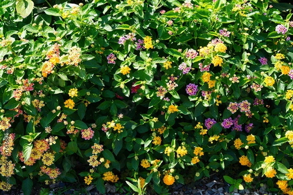 Fototapeta Background of Yellow and pink lantana flowers