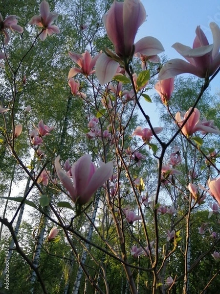 Obraz pink magnolia tree