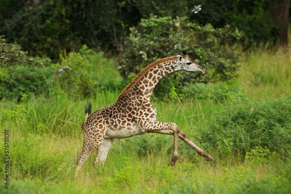 Obraz Young Thornicroft giraffe running