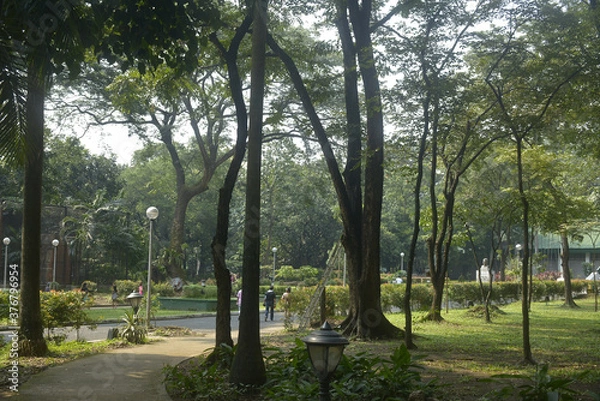 Fototapeta Ninoy Aquino parks and wildlife surrounding trees in Quezon City, Philippines