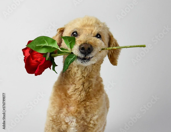Fototapeta valentines dog