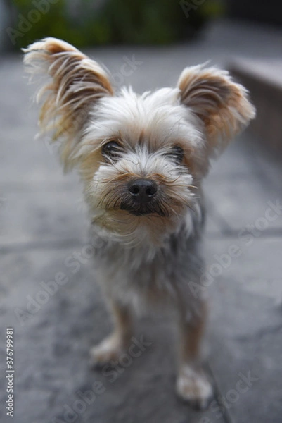 Obraz small inquisitive yorkie