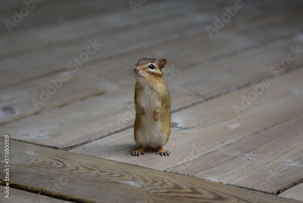 Fototapeta friendly chipmunk 