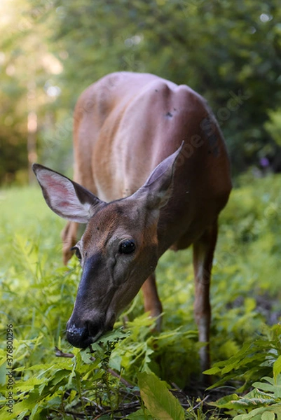 Obraz deer in the wild
