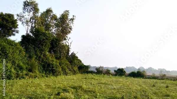 Obraz landscape with trees