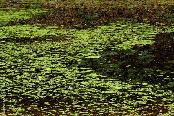 Fototapeta algae on the swamp